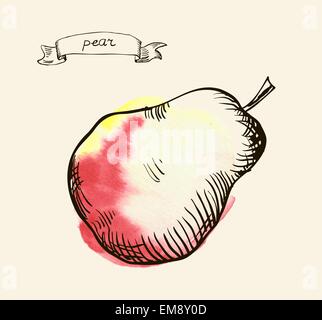 Hand drawn illustration of pear Stock Vector