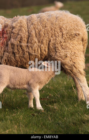 Lamb feeding from mother ewe sheep in spring April Herefordshire UK Stock Photo
