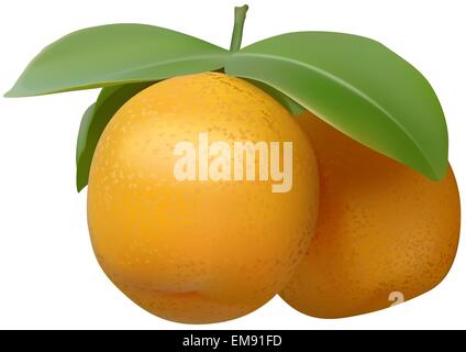 Tangerines Stock Vector