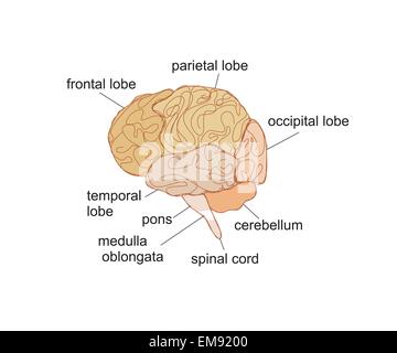 Brain sections vector illustration Stock Vector