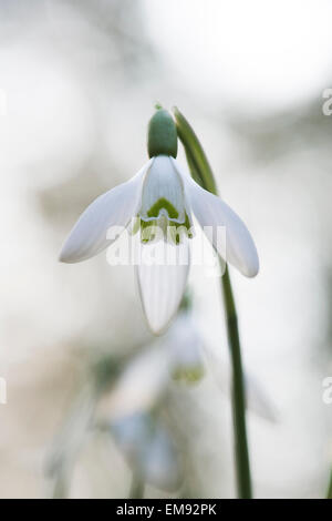 Galanthus reginae olgae vernalis. Snowdrop Stock Photo