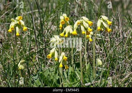 Cowslips growing on the chalk grassland of Denbies Hillside. Ranmore Common, Surrey, England. Stock Photo