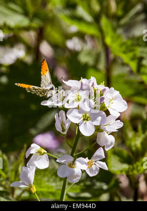 Orange Tip butterfly feeding on Cuckooflower.  West End Common, Esher, Surrey, England. Stock Photo
