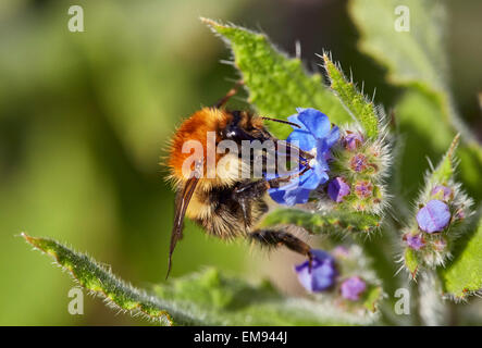 Common Carder Bee (Bombus pascuorum) on Green Alkanet flower. Fairmile Common, Esher, Surrey, England.