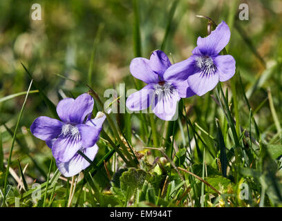 Hairy Violets in flower. Denbies Hillside, Ranmore Common, Surrey, England. Stock Photo