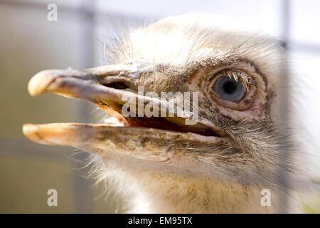 Portrait of white rhea americana Stock Photo