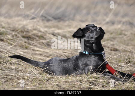 Black Labrador puppy soaking up the sun in a field. Stock Photo