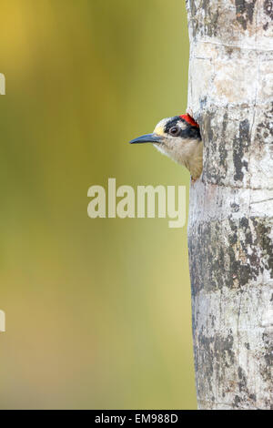 Black-cheeked Woodpecker Melanerpes pucherani peering out of nest hole, Costa Rica Stock Photo