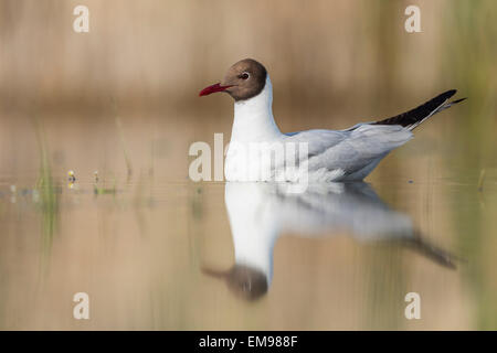 Single Black-headed Gull Chroicocephalus ridibundus swimming in shallow water with reflection, Pusztaszer, Hungary Stock Photo