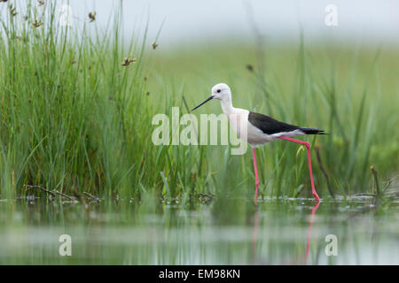 Black winged Stilt Himantopus himantopus wading in shallow water against lush green foliage in marsh Tiszaalpár, Hungary Stock Photo