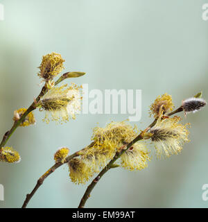 Closeup of buds on twigs, concept of springtime Stock Photo