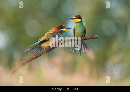 Pair of European Bee-eater Merops apiaster in aggressive action towards another, Hortobagy National Park, Hungary, June, 2013. Stock Photo