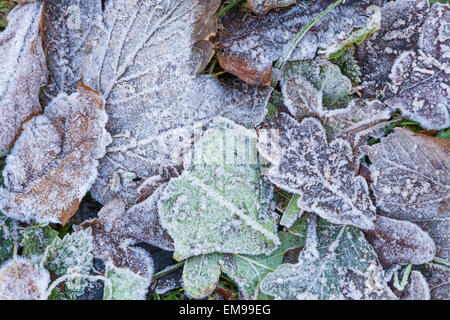 Close up of icy cold frozen leaves oak quercus robur sycamore acer pseudoplatanus ivy on ground Malvern Hills Worcestershire