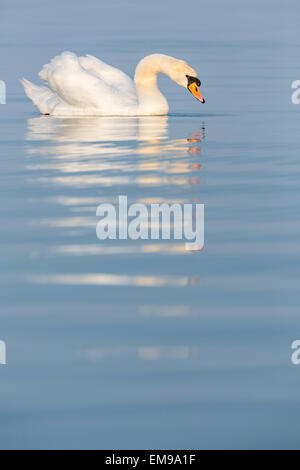 Single Mute Swan Cygnus olor feeding on calm water, Lake Balaton, Veszprém, Hungary, June, 2014. Stock Photo