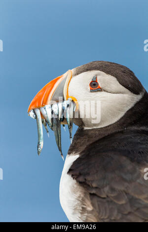 Close up of Puffin Fratercula arctica with beak full of sandeels, Farne Islands, Northumberland, July, 2011. Stock Photo