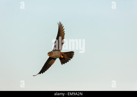 Male Red-footed Falcon (Falco vespertinus) in flight wing and tail outstretched, Hortobagy National Park, Hungary, June, 2012. Stock Photo