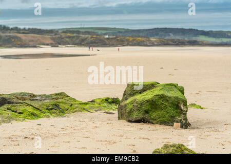 Seaweed covered rock in focus on Lligwy beach, North Wales, Anglesey Stock Photo