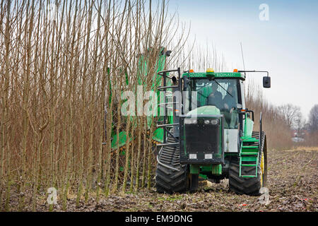 Fast rotation forestry / SRF, single-pass cut-and-chip harvester ...