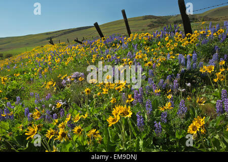 WASHINGTON - Lupine and balsamroot  blooming near a pasture fence at the Dalles Mountain Ranch in Columbia Hills State Park. Stock Photo