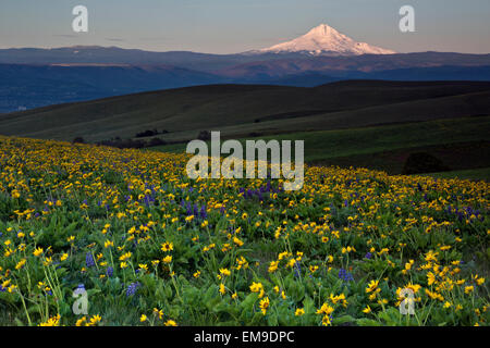 WASHINGTON - Lupine and balsamroot blooming at sunrise in the Dalles Mountain Ranch area of Columbia Hills State Park. Stock Photo