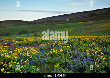 WA10351-00...WASHINGTON - Balsamroot and lupine in a meadow on Dalles Mountain in Columbia Hills State Park. Stock Photo