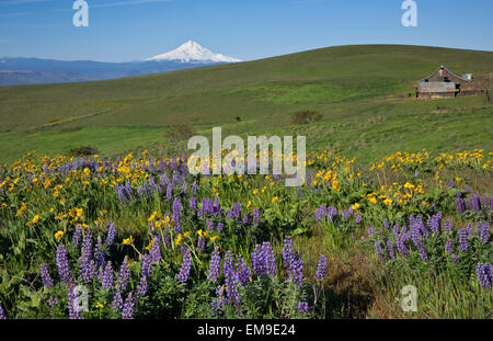 WASHINGTON - Lupine and balsamroot blooming near Dalles Mountain Ranch in Columbia Hills State Park. Mount Hood in the distance. Stock Photo