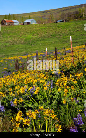 WASHINGTON - Fence in meadow covered with balsamroot and lupine in the Dalles Mountain Ranch area of Columbia Hills State Park. Stock Photo