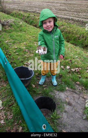 Child checking barrier with buckets for migrating amphibians / toads crossing the road during annual migration in the spring