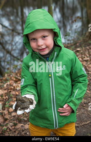 Little child holding couple of European common brown frogs (Rana temporaria) in gloved hand Stock Photo