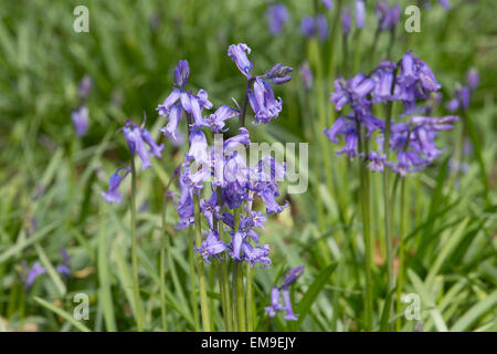 Bluebells in the sunshine in Wanstead Park, Wanstead, London, United Kingdom Stock Photo