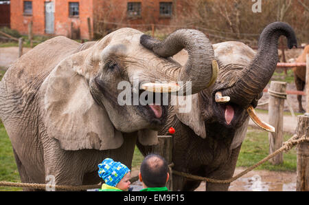 Visitors pet elephant cow 'Sandra' and 'Citta' on the elephant farm Platschow, Germany, 02 April 2015. Ten years ago the circus family Frankello that comes originally from Mecklenburg-Western Pomerania stopped touring and settled with their 'giant pets' in the small village near Brandenburg. Signs along the main road call Platschow the 'elephant village'. Ten elephants live in the large enclosure today. Photo: Jens Buettner/dpa Stock Photo