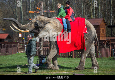 During the elephant riding the visitors explore the large enclosure of the elephant farm Platschow, Germany, 02 April 2015. Ten years ago the circus family Frankello that comes originally from Mecklenburg-Western Pomerania stopped touring and settled with their 'giant pets' in the small village near Brandenburg. Signs along the main road call Platschow the 'elephant village'. Ten elephants live in the enclosure today. Photo: Jens Buettner/dpa Stock Photo