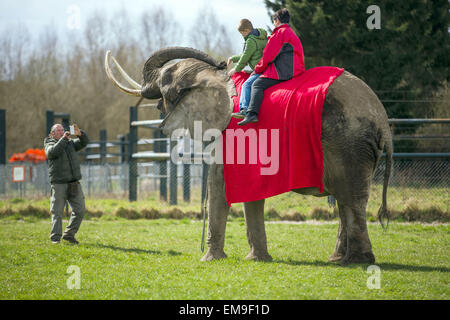 During the elephant riding with Sonni Frankello the visitors explore the large enclosure of the elephant farm Platschow, Germany, 02 April 2015. Ten years ago the circus family Frankello that comes originally from Mecklenburg-Western Pomerania stopped touring and settled with their 'giant pets' in the small village near Brandenburg. Signs along the main road call Platschow the 'elephant village'. Ten elephants live in the enclosure today. Photo: Jens Buettner/dpa Stock Photo