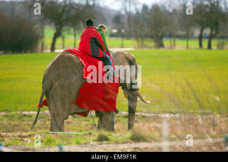 During the elephant riding with Sonni Frankello the visitors explore the large enclosure of the elephant farm Platschow, Germany, 02 April 2015. Ten years ago the circus family Frankello that comes originally from Mecklenburg-Western Pomerania stopped touring and settled with their 'giant pets' in the small village near Brandenburg. Signs along the main road call Platschow the 'elephant village'. Ten elephants live in the enclosure today. Photo: Jens Buettner/dpa Stock Photo