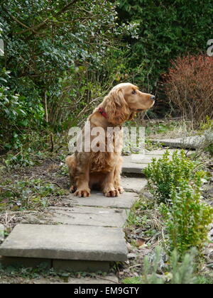 English Show Cocker Spaniel in a Garden looking at something interesting. Heanor Derbyshire Stock Photo