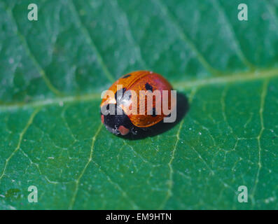 dead ladybug with mites and decay coleoptera beetle ladybird bug on a leaf Stock Photo