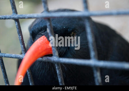 Cornish Chough in cage Stock Photo