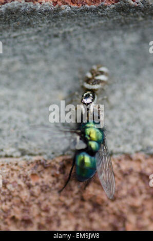 Zebra spider eating a fly Stock Photo