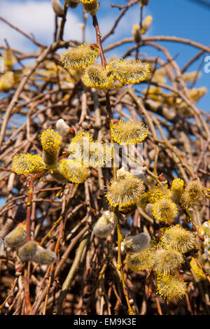 Yellow-flowered willow  on a sunny day Stock Photo