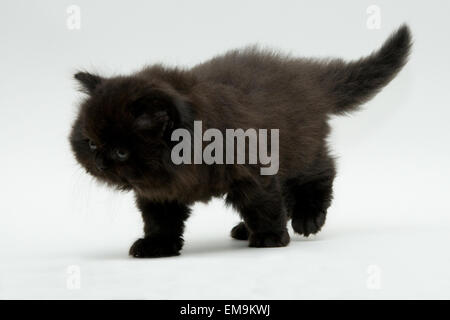 nice cute black british kitten longhair studio shot