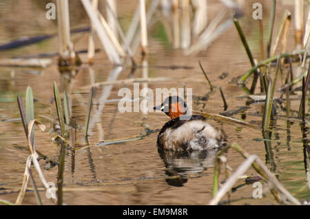 Little grebe or dabchick in reeds Stock Photo