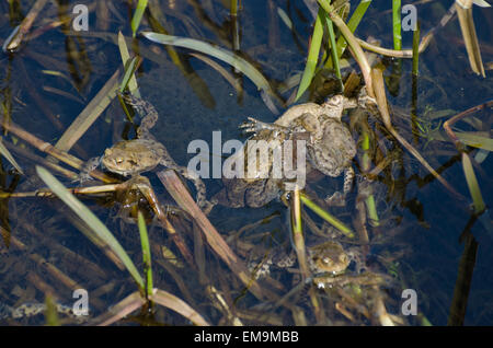 Common toads spawning Stock Photo - Alamy