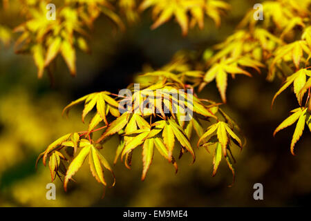 Japanese Maple tree Acer palmatum leaves cultivar Wabito, new fresh spring leaves Stock Photo