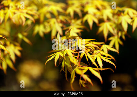 Yellow Japanese Maple leaves Acer palmatum tree Wabito, new fresh spring leaves Stock Photo