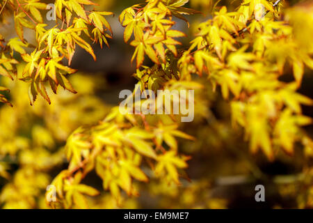 Yellow Japanese Maple Acer palmatum Wabito, new fresh spring leaves Stock Photo