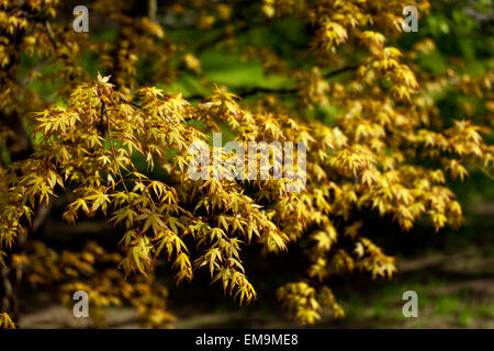 Japanese Maple tree Acer palmatum Wabito, new fresh spring leaves Stock Photo