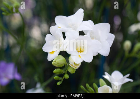 White freesia flower growing in a protected environment. Stock Photo