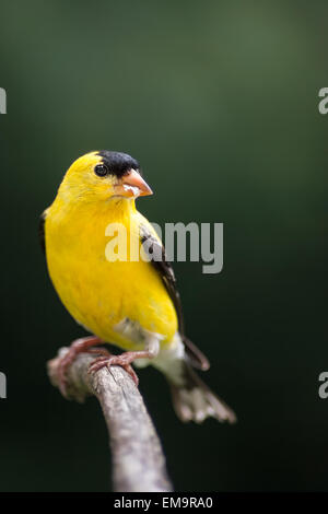 An American gold finch eating seeds while perched on a pine branch. Stock Photo