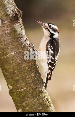 A downy woodpecker showing his long barbed tongue.  His tongue is used for pulling insects out from trees. Stock Photo