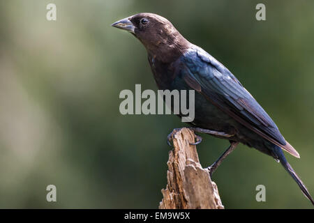 A male brown-headed cowbird perched in late summer during migration. Stock Photo